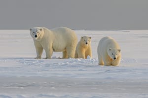 Polar Bears